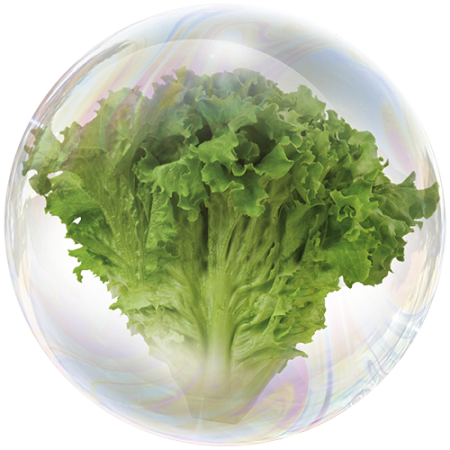 Латуки оддӣ